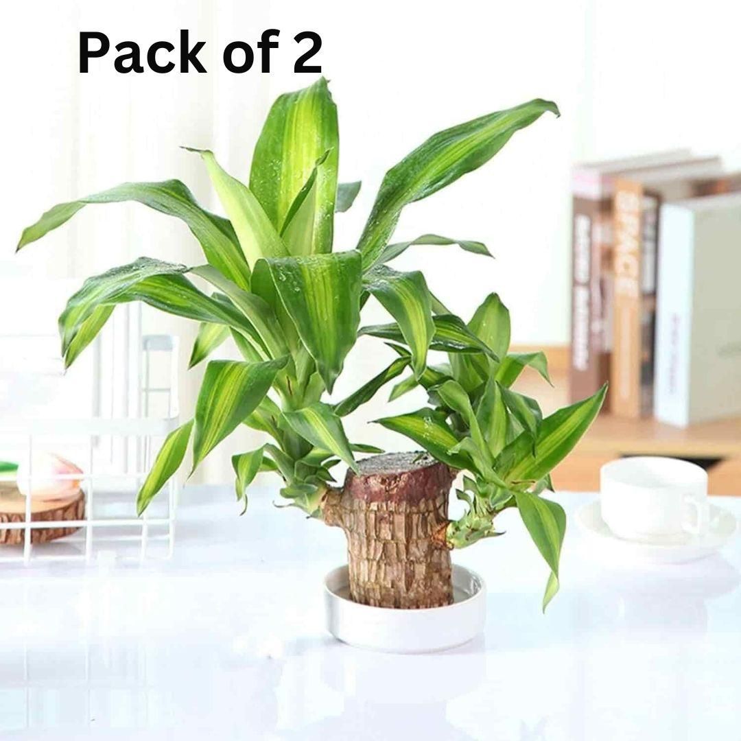 Brazilian Lucky Wood (Mini Home Plant Decorations) (Pack of 2)