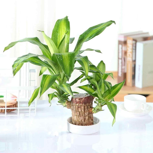 BD Brazilian Lucky Wood (Mini Home Plant Decorations)